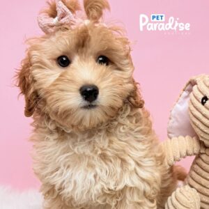 Goldendoodle, Natacsha