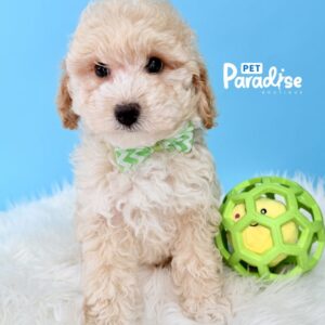 Goldendoodle, Noa