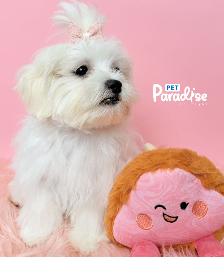 Maltipoo, Arlet 1
