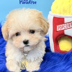 Maltipoo, Liam 1