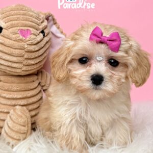 Maltipoo, Liana 1