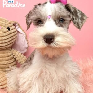 Schnauzer, Alexa 1