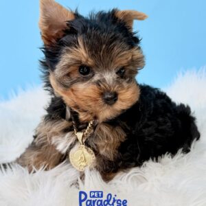 Yorkshire Terrier, Osito 1