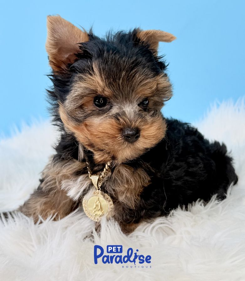 Yorkshire Terrier, Osito 1