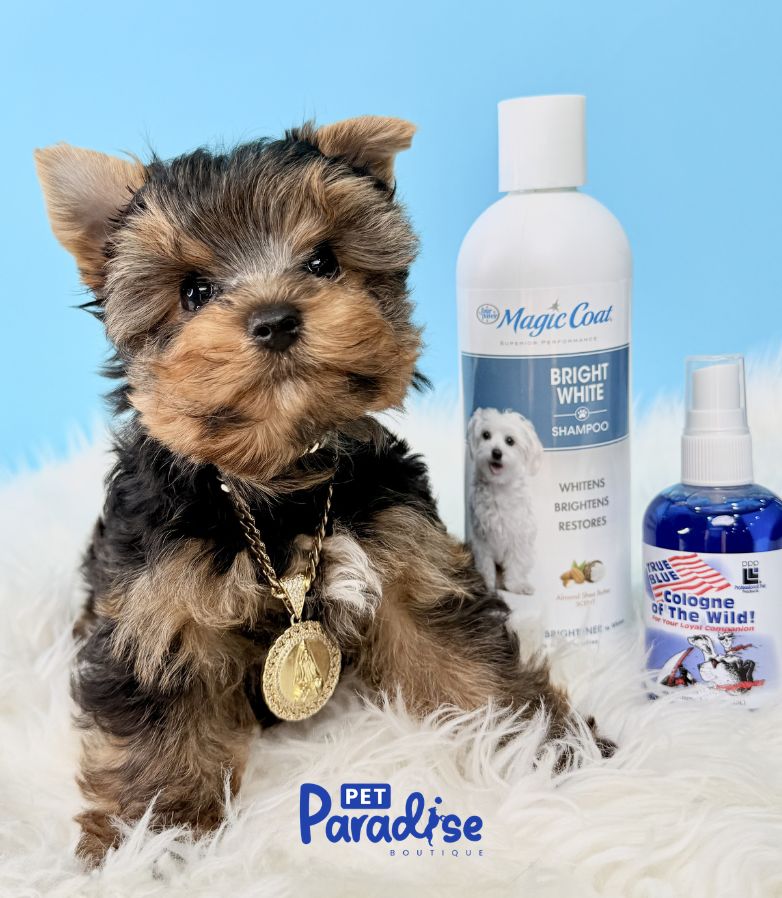 Yorkshire Terrier, Osito 2