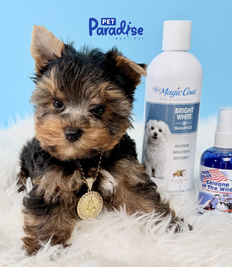 Yorkshire Terrier, Osito 3