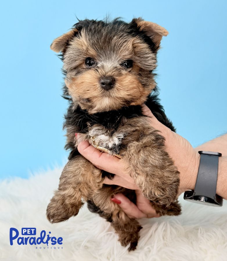 Yorkshire Terrier, Osito