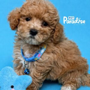 Bichapoo, Teo