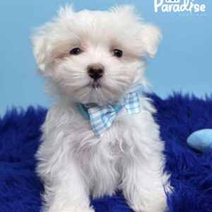 Maltese, Thor