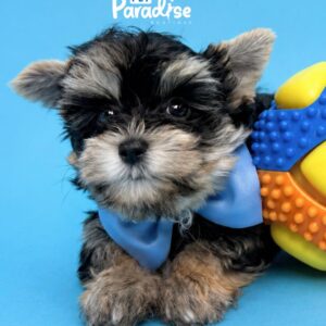 Morkie, Copito