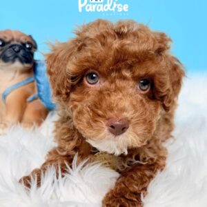 Poodle, Brandy 3