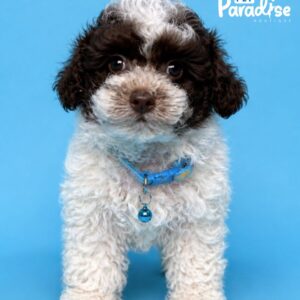 Poodle, Oreo 3