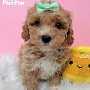 Poodle, Vanesa 2
