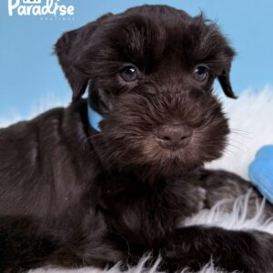 Schnauzer, Fendy 2