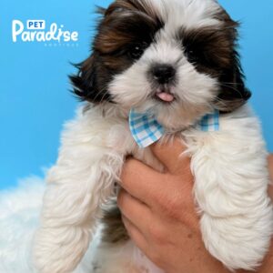 Shih Tzu, Lucas
