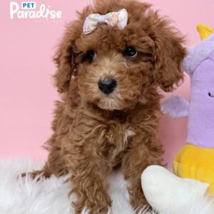 Toy Poodle, Amalia 1