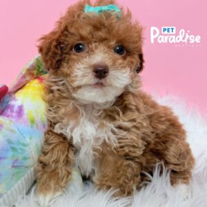 Toy Poodle, Linda 1