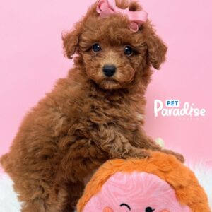 Toy Poodle, Princesa 2
