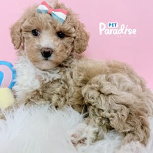 Toy Poodle, Vania 2