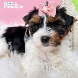 Yorkshire Terrier, Cloe 1