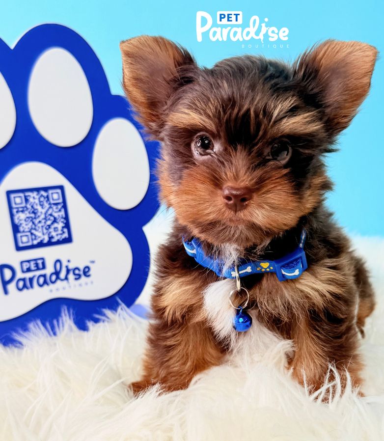 Yorkshire Terrier, Deimon 1