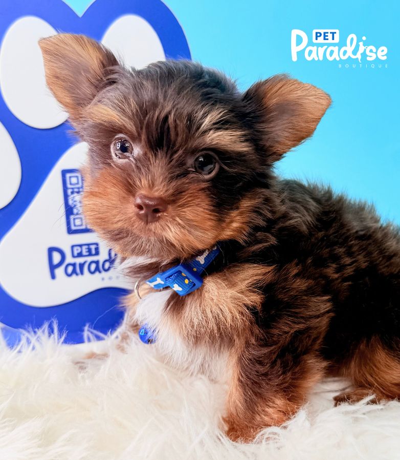 Yorkshire Terrier, Deimon 3