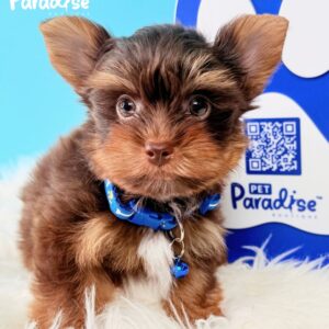 Yorkshire Terrier, Deimon 4