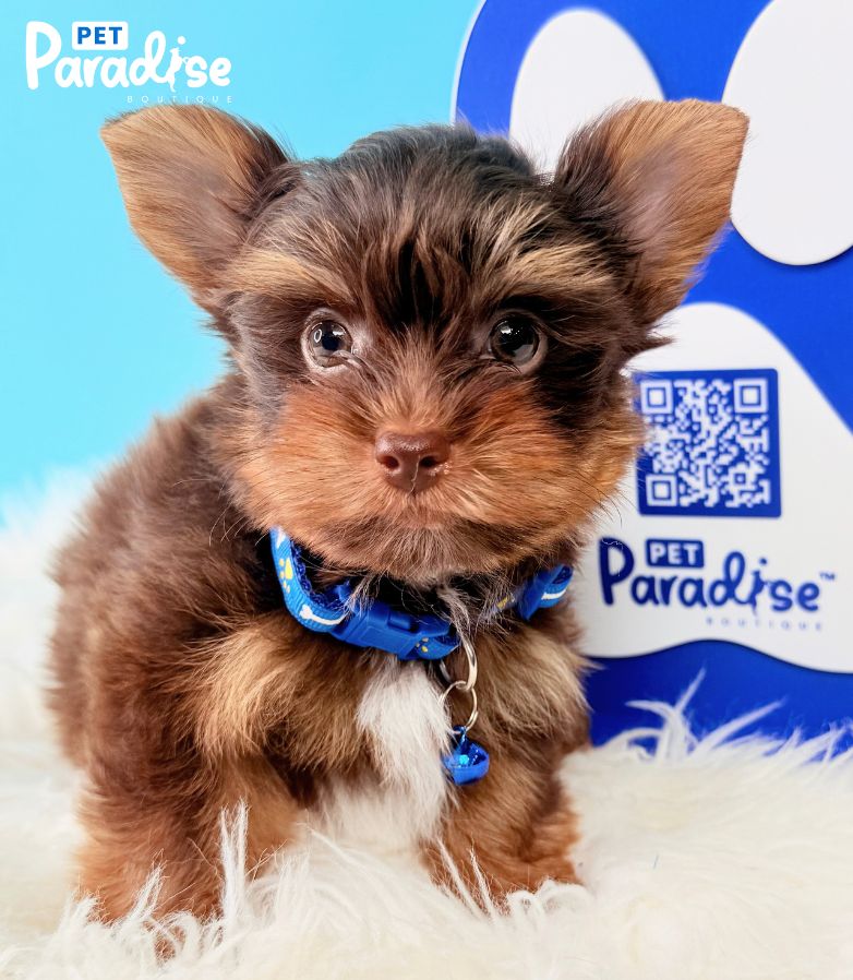 Yorkshire Terrier, Deimon 4