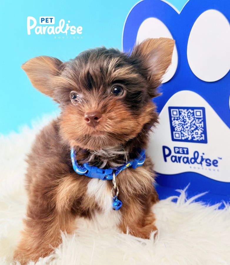 Yorkshire Terrier, Deimon