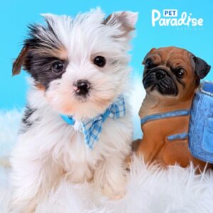 Yorkshire Terrier, Papi 1