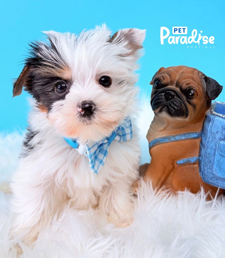 Yorkshire Terrier, Papi 1