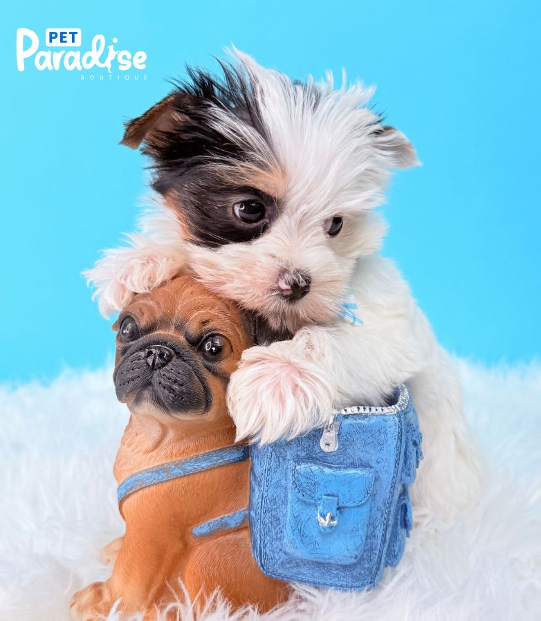 Yorkshire Terrier, Papi 2