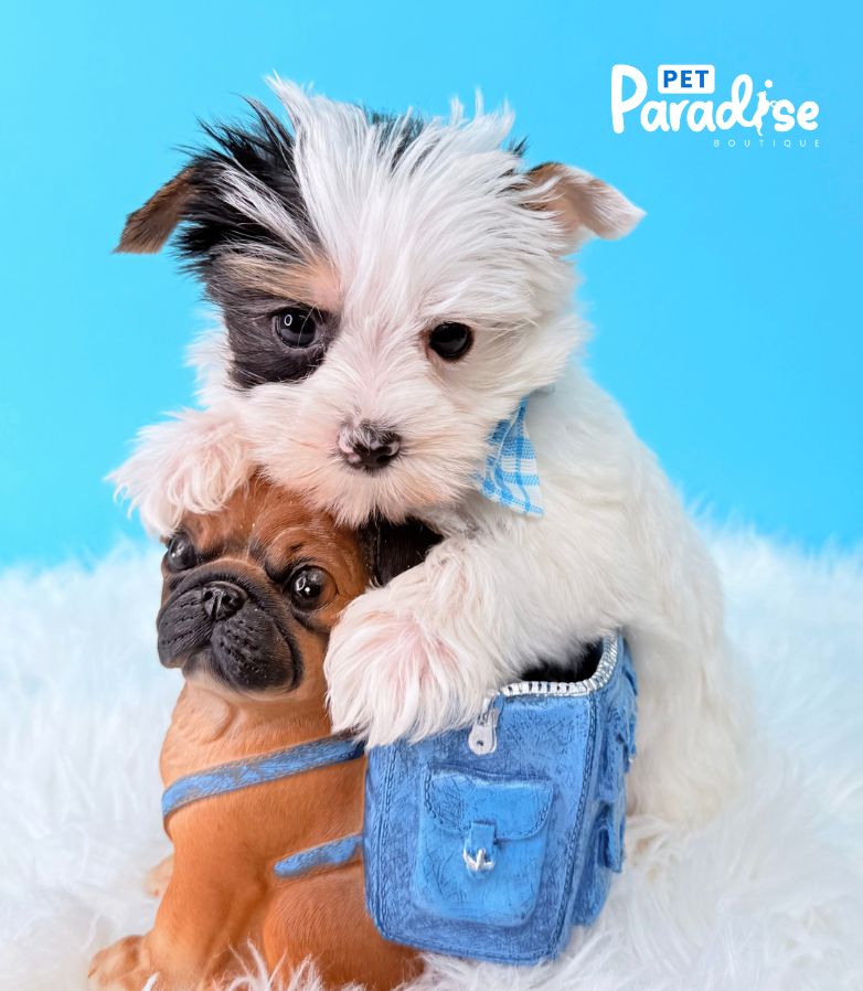 Yorkshire Terrier, Papi 3