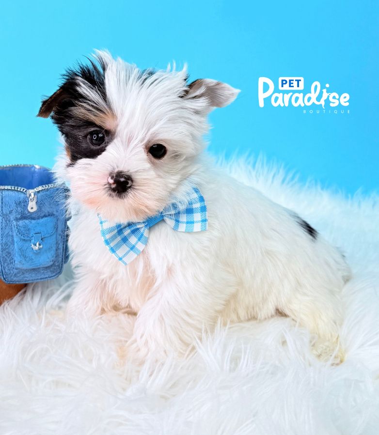 Yorkshire Terrier, Papi