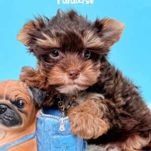 Yorkshire Terrier, Rodrigo 2