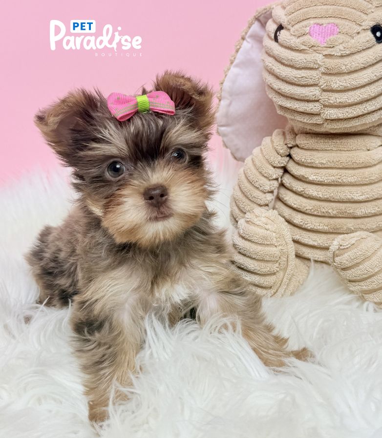 Yorkshire Terrier, Victoria 1