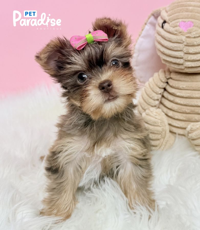 Yorkshire Terrier, Victoria 2