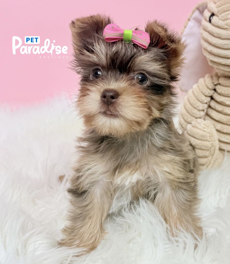 Yorkshire Terrier, Victoria 3