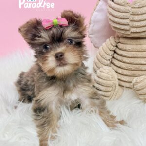 Yorkshire Terrier, Victoria