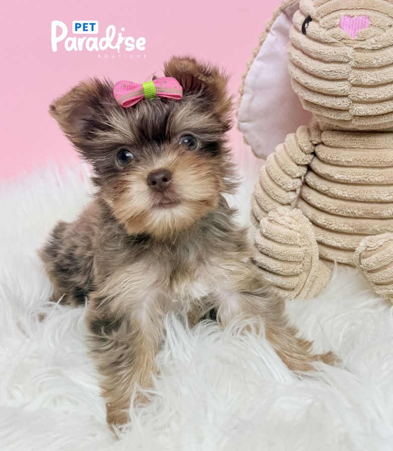 Yorkshire Terrier, Victoria