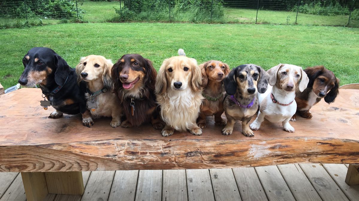 CavaPoo, Pinta