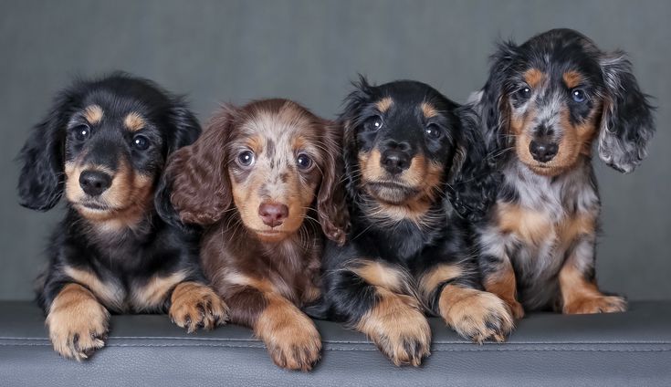 CavaPoo, Pinta
