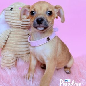 Chihuahua, Kone 1