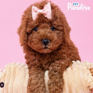Goldendoodle, Luly 3