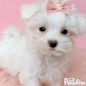 Maltese, Amber 1