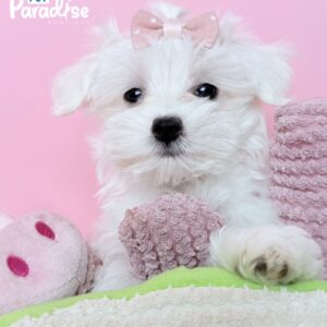 Maltese, Esmeralda 3