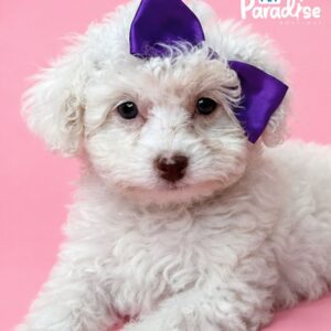 Poodle, Nueve 3