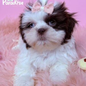 Shih Tzu, Bombon 2