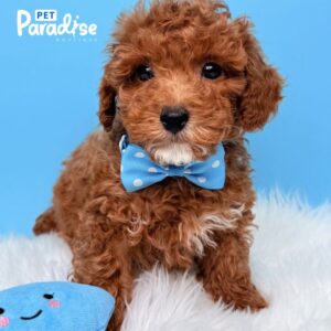 Toy Poodle, Amado