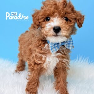 Toy Poodle, Tofy